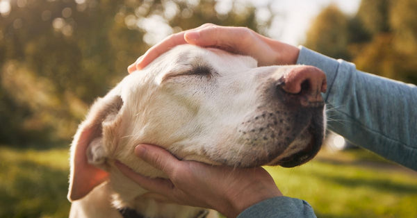Boost Your Dog's Mobility with Non-Invasive Solutions