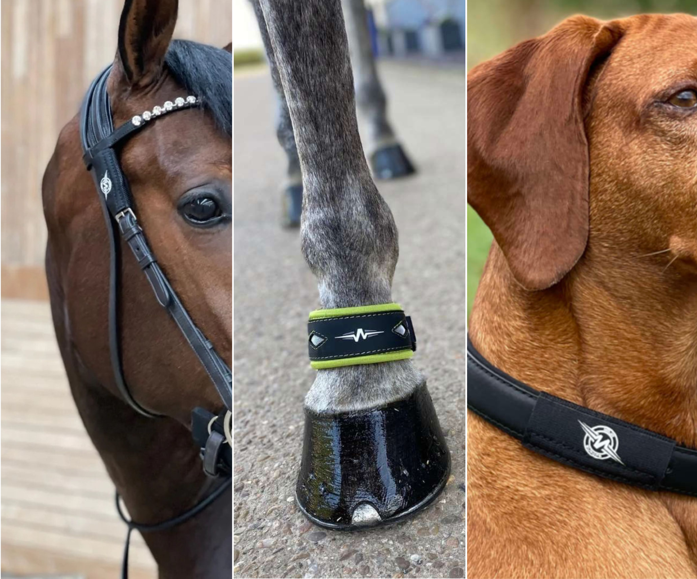 Equine & Canine Products by AV Edge & Mojo