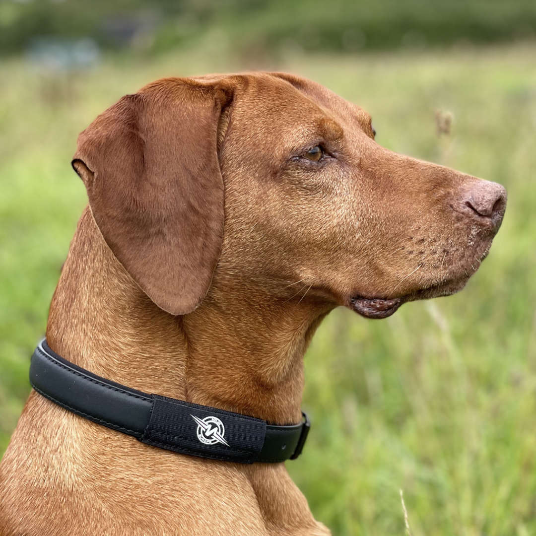 Mojo Dog Collar Patch with EF Technology