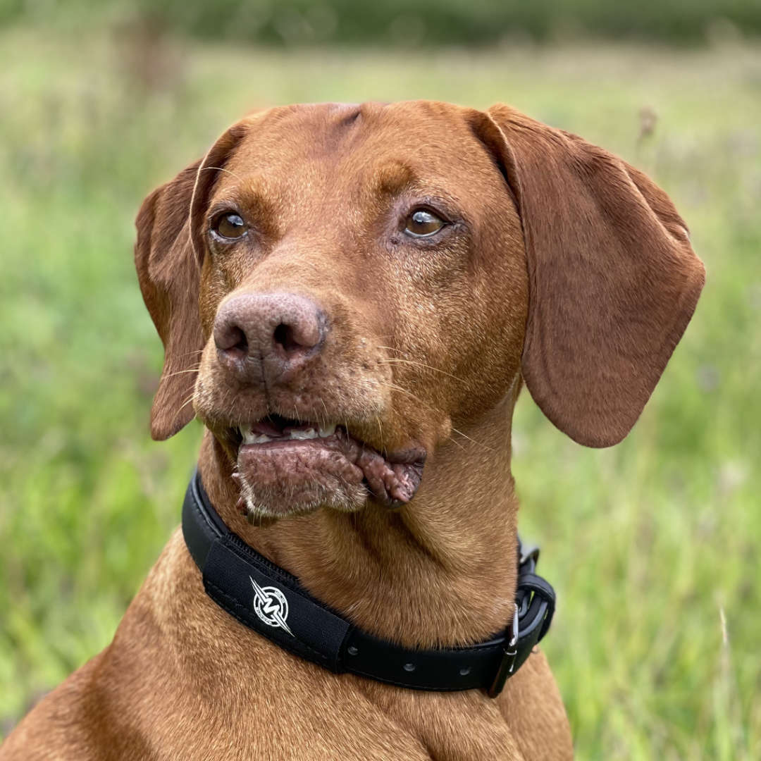 Mojo Dog Collar Patch with EF Technology