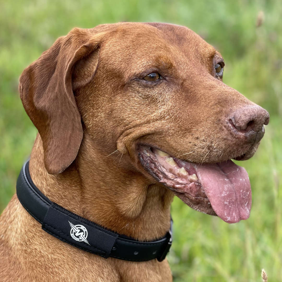 Mojo Dog Collar Patch with EF Technology