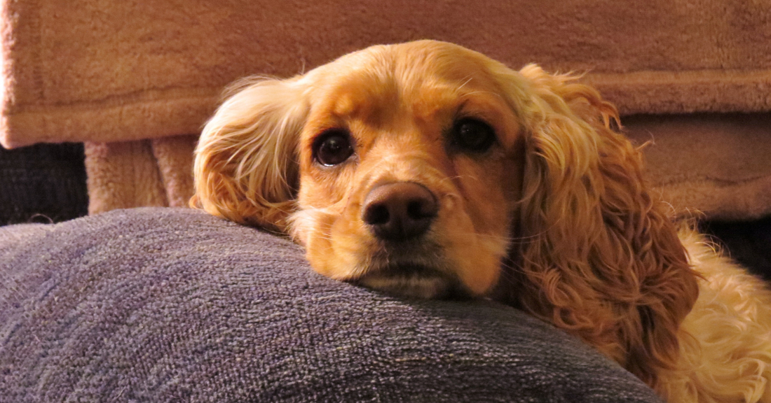 Dog Anxiety: Everyday Care and the AV Edge Dog Collar Patch