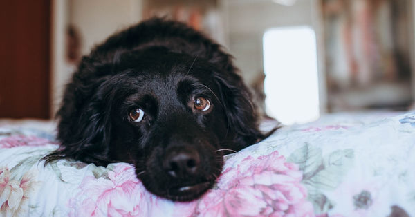 EMF and the Anxious Dog