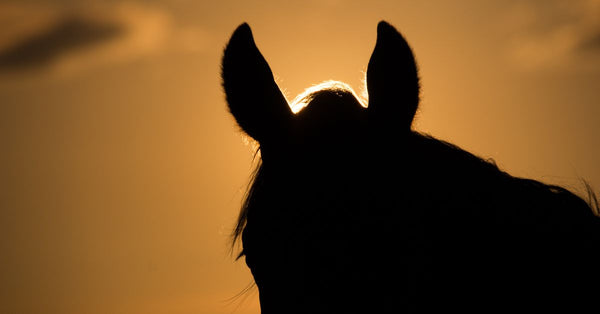 Why Is My Horse Shaking Its Head? Common Causes of Equine Headshaking Explained