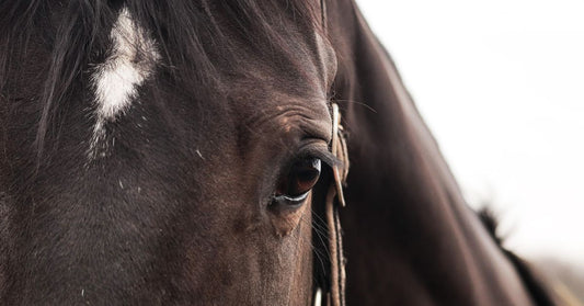 The Ultimate Guide to Equine Headshaking