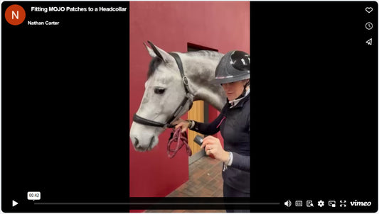 Fitting MOJO Patches to a Headcollar