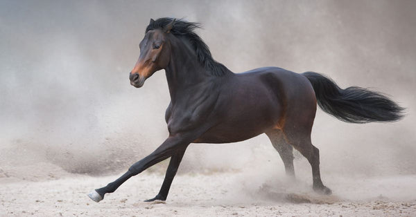 Understanding and Mitigating Spooking in Horses