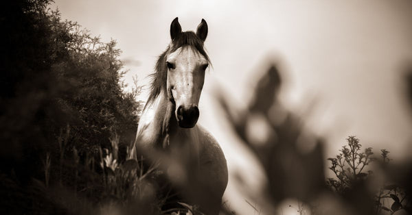 Enhancing Your Horse's Performance Naturally