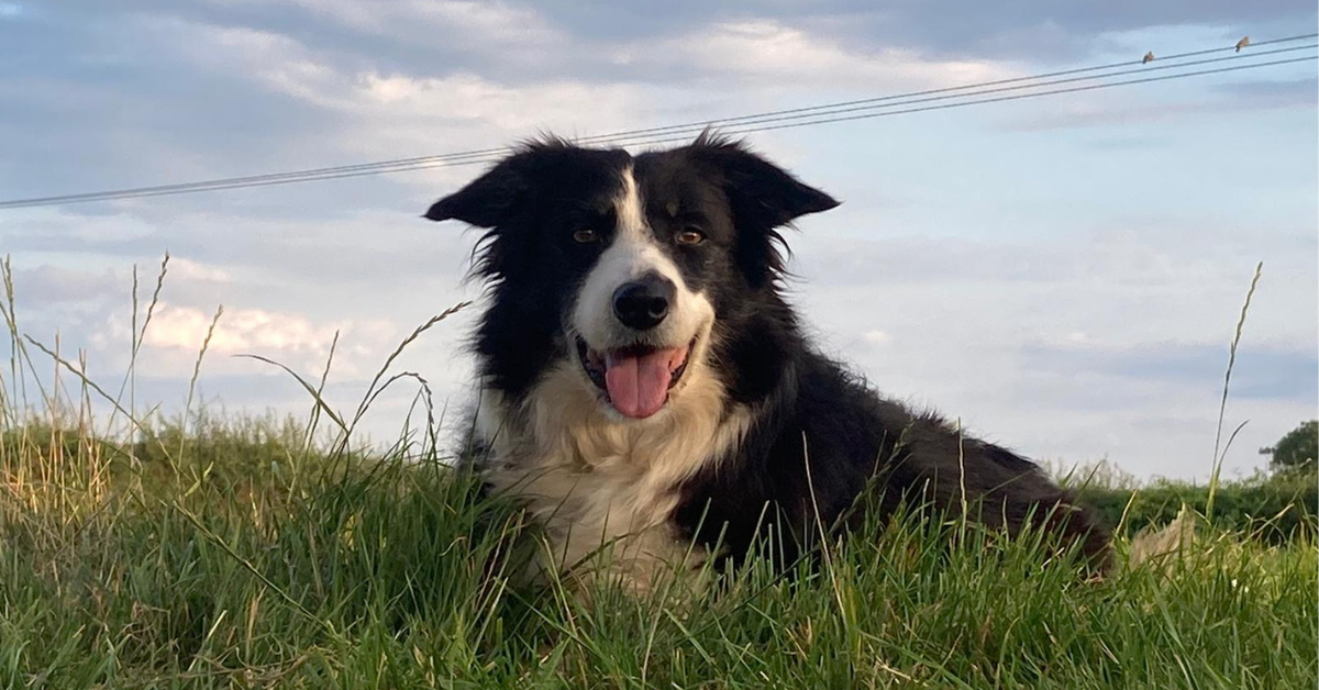 Meg's Story - Told by Hattie Lechki