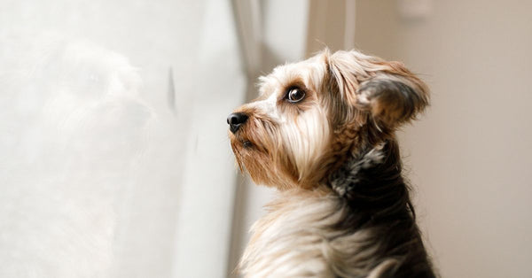 Is Your Dog Struggling with Anxiety? Here’s How You Can Help
