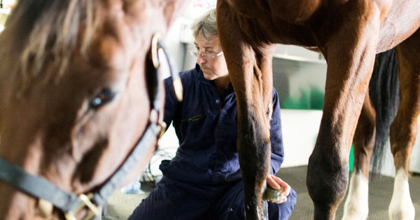 Quick Recovery from Equine Injuries: What You Need to Know
