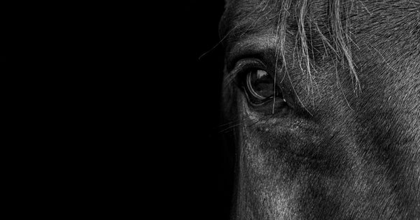 How to Calm an Anxious Horse: Tips and Solutions