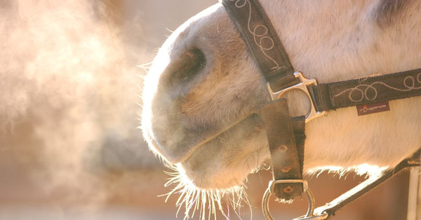 The Benefits of Holistic Health Solutions for Horses