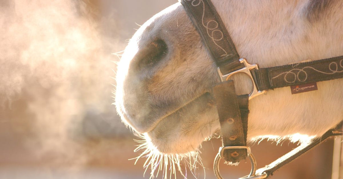 The Benefits of Holistic Health Solutions for Horses