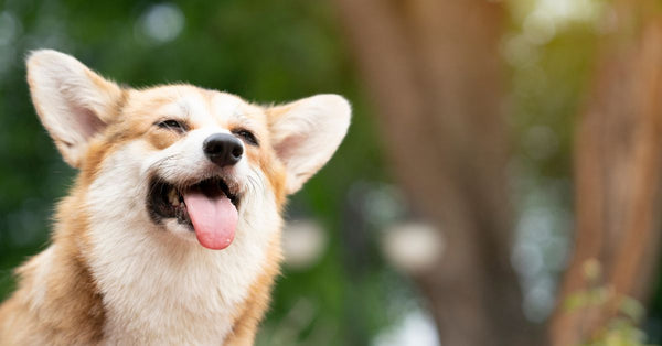 Why Your Dog Deserves Natural Pain Relief: A Holistic Approach