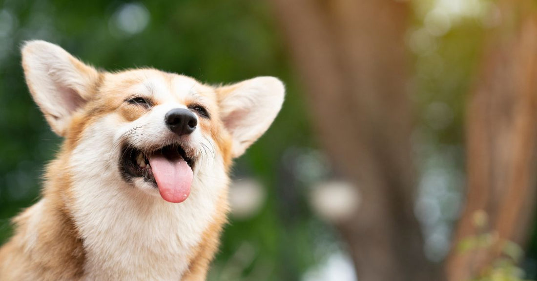 Why Your Dog Deserves Natural Pain Relief: A Holistic Approach