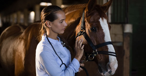 Managing Chronic Conditions in Horses: Effective Strategies