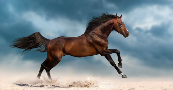 Why EMFs Affect Horses and What You Can Do About It