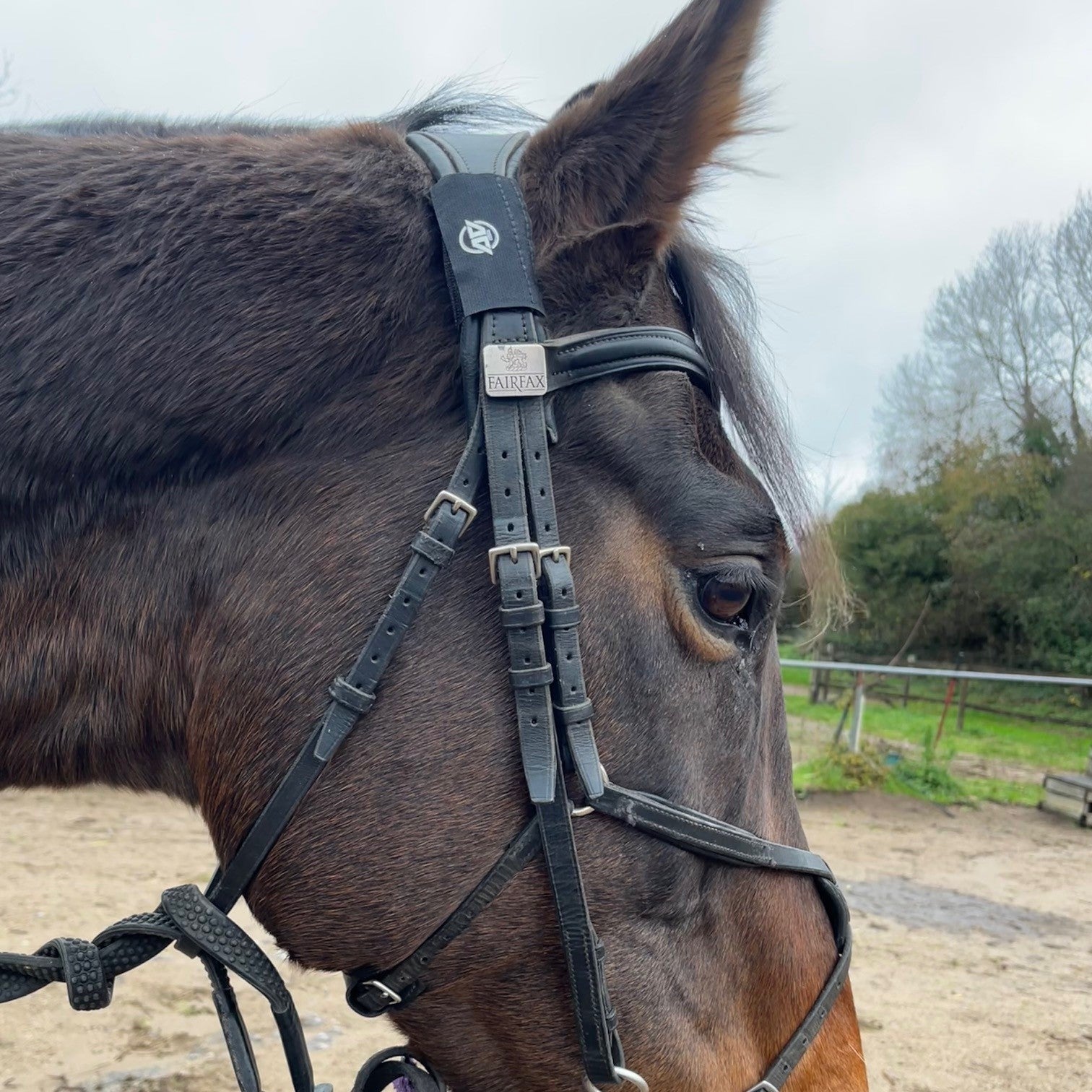 Health & Performance Horse Bridle Patches