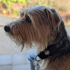 Scruffy wire-haired terrier wearing a black polka-dot collar with a white AV Edge logo dog patch.