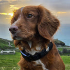 A ginger spaniel outdoors at sunset wearing an AV Edge Dog Collar Patch with EF Technology, which may support calm behaviour, joint comfort, and natural energy field alignment in active or senior pets.