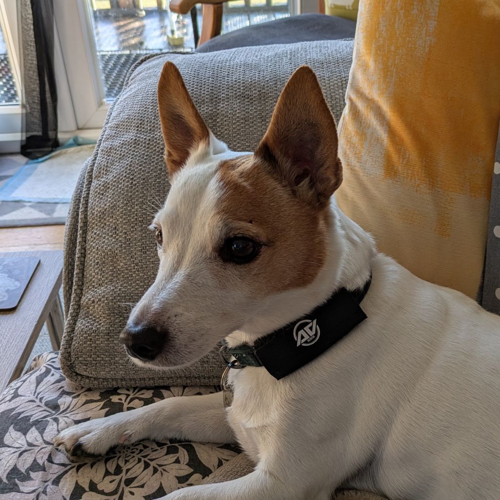 Dog sitting on a couch with a patterned rug underneath wearing AV Edge Dog Collar Patch with EF technology that may offer EMF protection by stimulating the production of adenosine triphosphate ATP