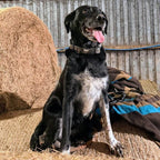 Happy black and white senior barn dog sitting on hay bales wearing an AV Edge Dog Collar Patch, demonstrating how non-invasive EF Technology might support enhanced calmness, joint mobility, stiffness, and natural energy field stability.  