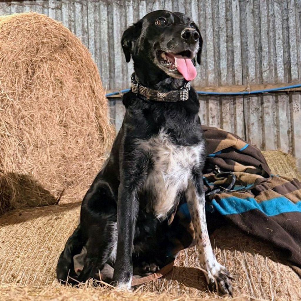 Black dog on straw bales wearing an AV Edge Dog collar patch in Black (with EF technology, frequencies, not magnets, that may protect against modern technology EMFs and improve health and performance by stimulating the production of adenosine triphosphate/ATP)