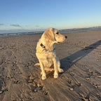 Golden retriever wearing an AV Edge dog collar patch for natural pet vitality and joint mobility sitting on a sandy beach at sunset.