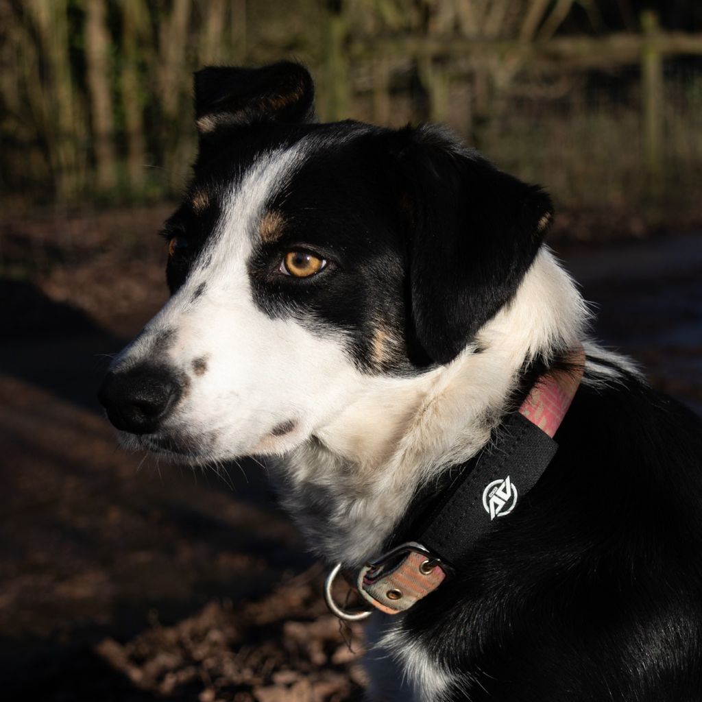 Vicki Hoban dog collar with AV Edge dog collar patch in Black (with EF technology, frequencies, not magnets, that may protect against modern technology EMFs and improve health and performance by stimulating the production of adenosine triphosphate/ATP)