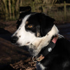 A black and white dog outdoors wearing the AV Edge Dog Collar Patch, demonstrating how EF Technology may support a dog's natural energy (ATP) by addressing blood cell clumping (Rouleaux Effect), potentially helping with calm behaviour, joint mobility, and overall vitality in senior or active dogs.