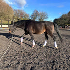 AV Edge Horse Bridle Patch used on a bay horse during lunge line ground training in an outdoor sand arena to support natural calming, focus, biomechanical balance, and coordination.