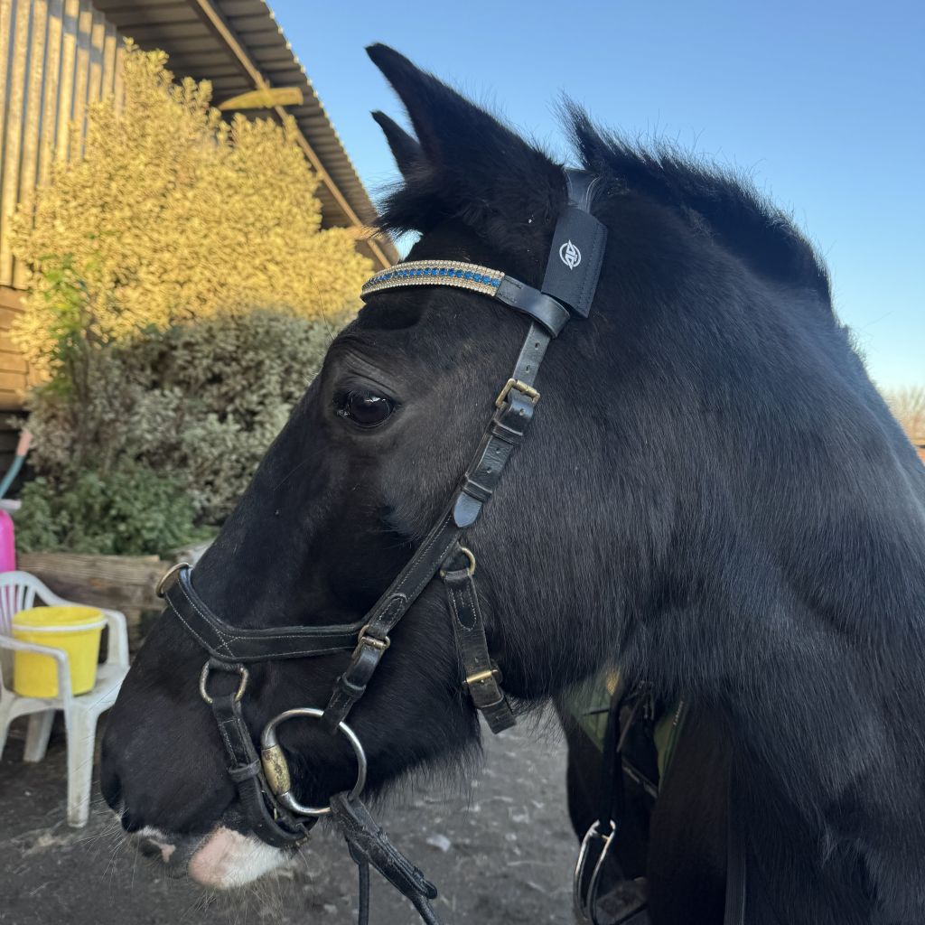 Nicola Wilkins equestrian horse bridle with AV Edge horse bridle/collar patches in Black (with EF technology, frequencies, not magnets, that may protect against modern technology EMFs and improve health and performance by stimulating the production of adenosine triphosphate/ATP)