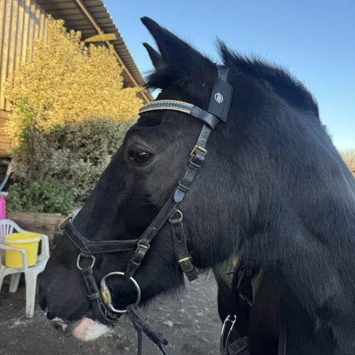 Close-up profile of a black horse with a leather bridle, blue and gold browband, and an AV Edge FEI-Legal Horse Bridle Patch on the headpiece to support poll pressure relief, biomechanical coordination, balance, and reduced travel stress.