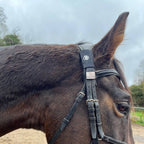 A close-up, side-profile of a dark bay horse wearing a leather bridle. An AV Edge Horse Bridle Patch is wrapped around the bridle, showcasing how this non-invasive frequency support might offer trigeminal nerve support and poll pressure relief for sensitive horses.