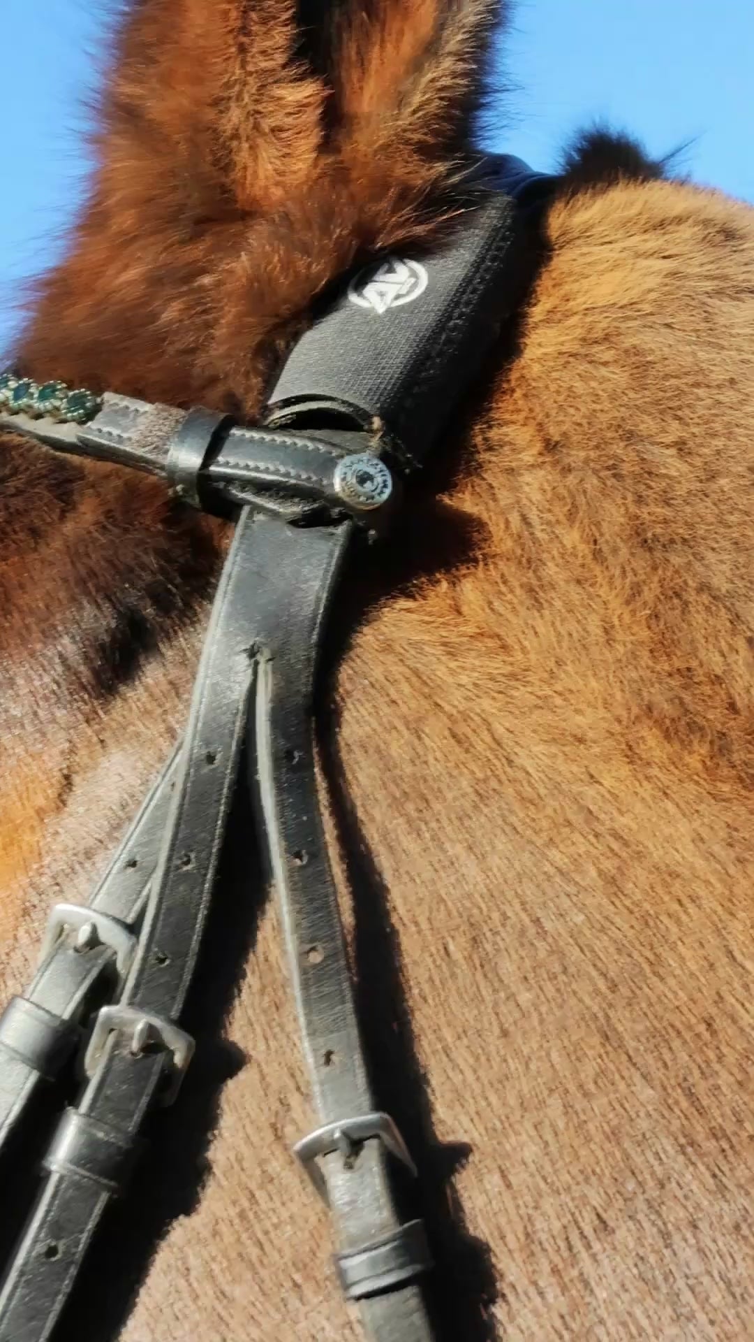 Vicki Hoban equestrian horse bridle with AV Edge horse bridle/collar patches in Black (with EF technology, frequencies, not magnets, that may protect against modern technology EMFs and improve health and performance by stimulating the production of adenosine triphosphate/ATP)