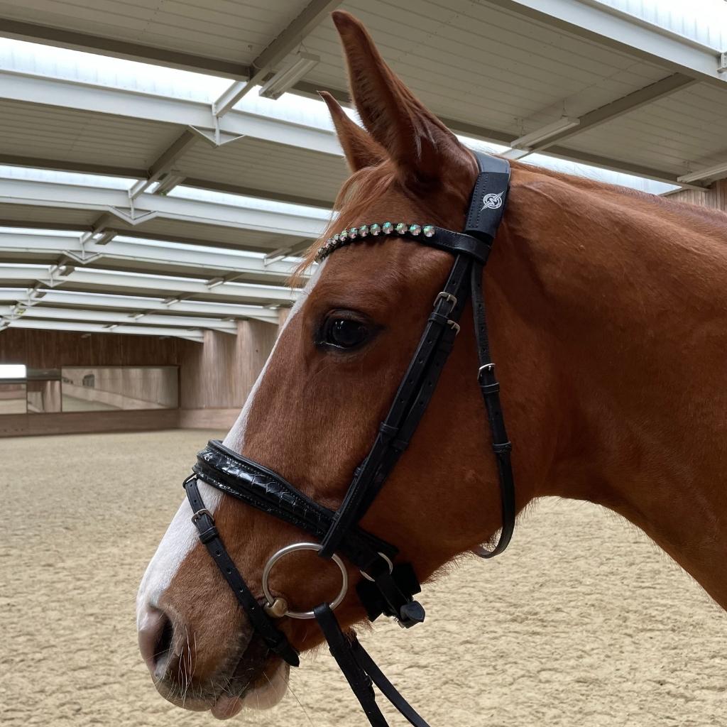 Potential Relief for Equine Headshaking, Spooking, and Other Behavioural Issues: MOJO Classic Horse Patches