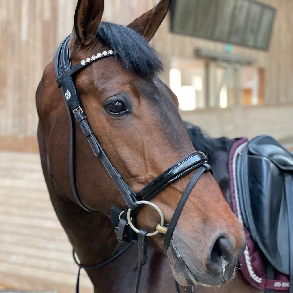 Mojo Horse Bridle/Collar Patches with EF Technology