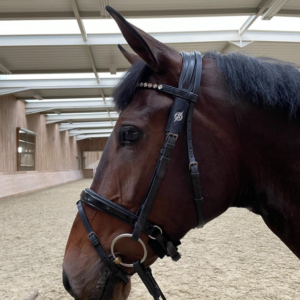 Potential Relief for Equine Headshaking, Spooking, and Other Behavioural Issues: MOJO Classic Horse Patches