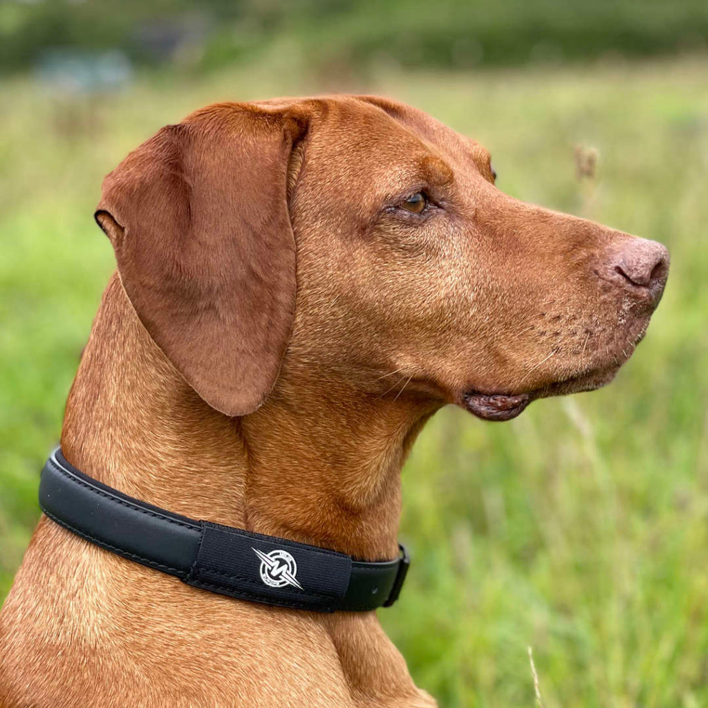MOJO Classic Dog Patch (Single) with EF Technology