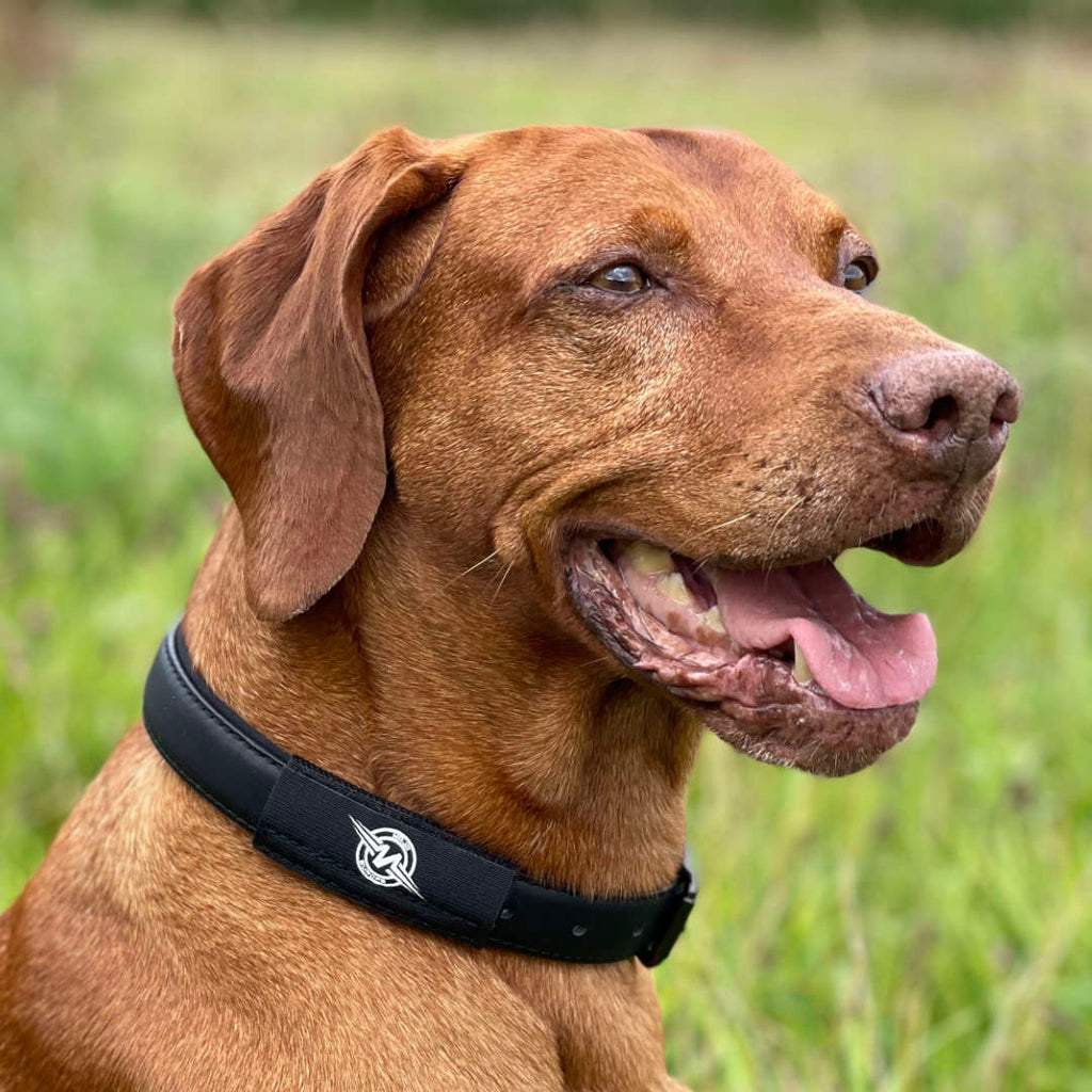 MOJO Classic Dog Patch (Single) with EF Technology