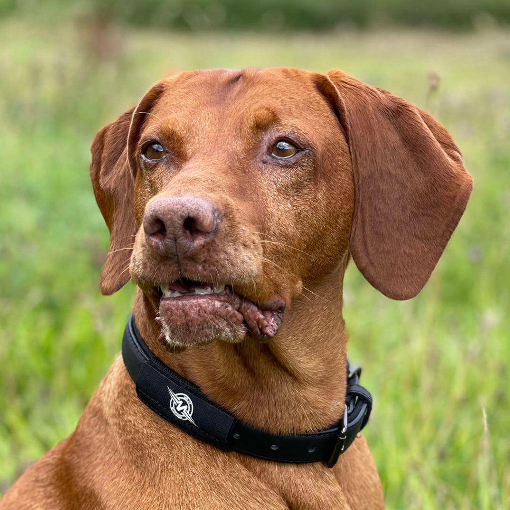 MOJO Classic Dog Patch (Single) with EF Technology