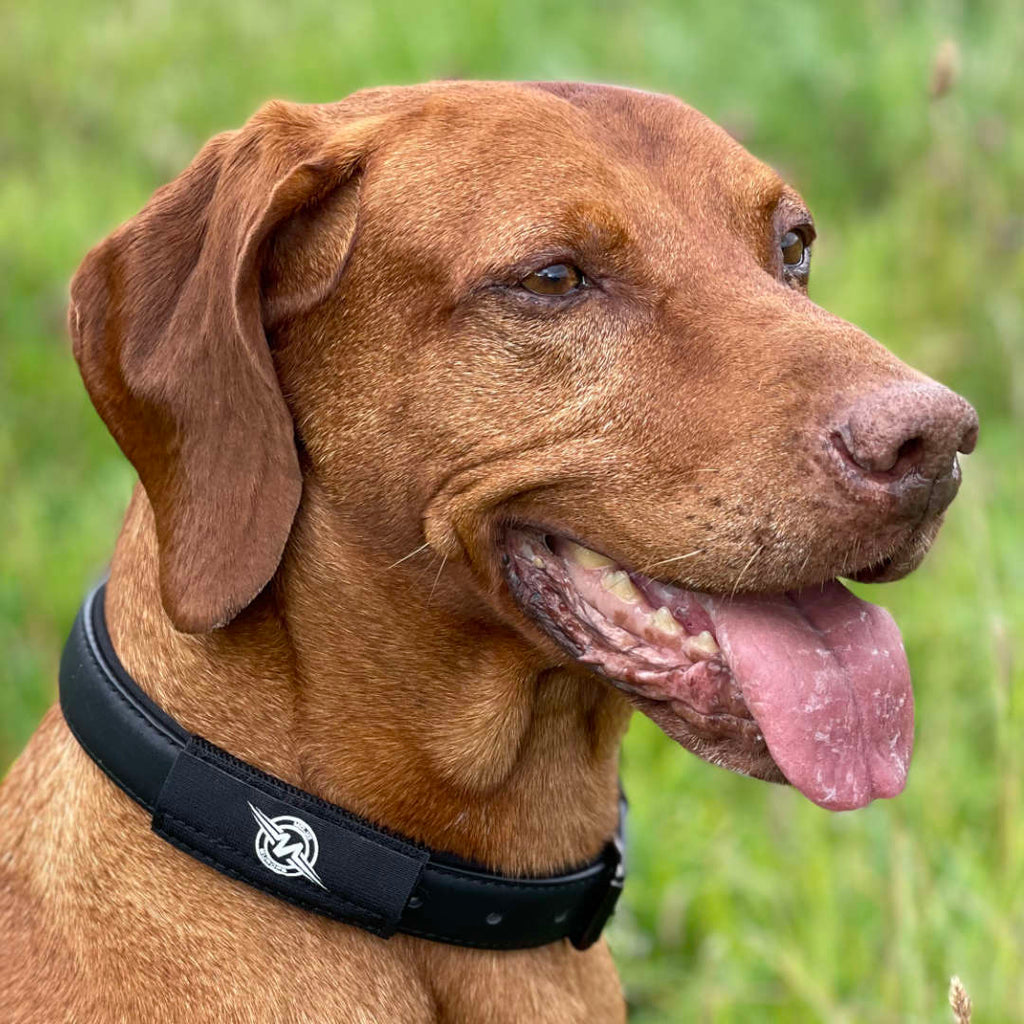 MOJO Classic Dog Patch (Single) with EF Technology