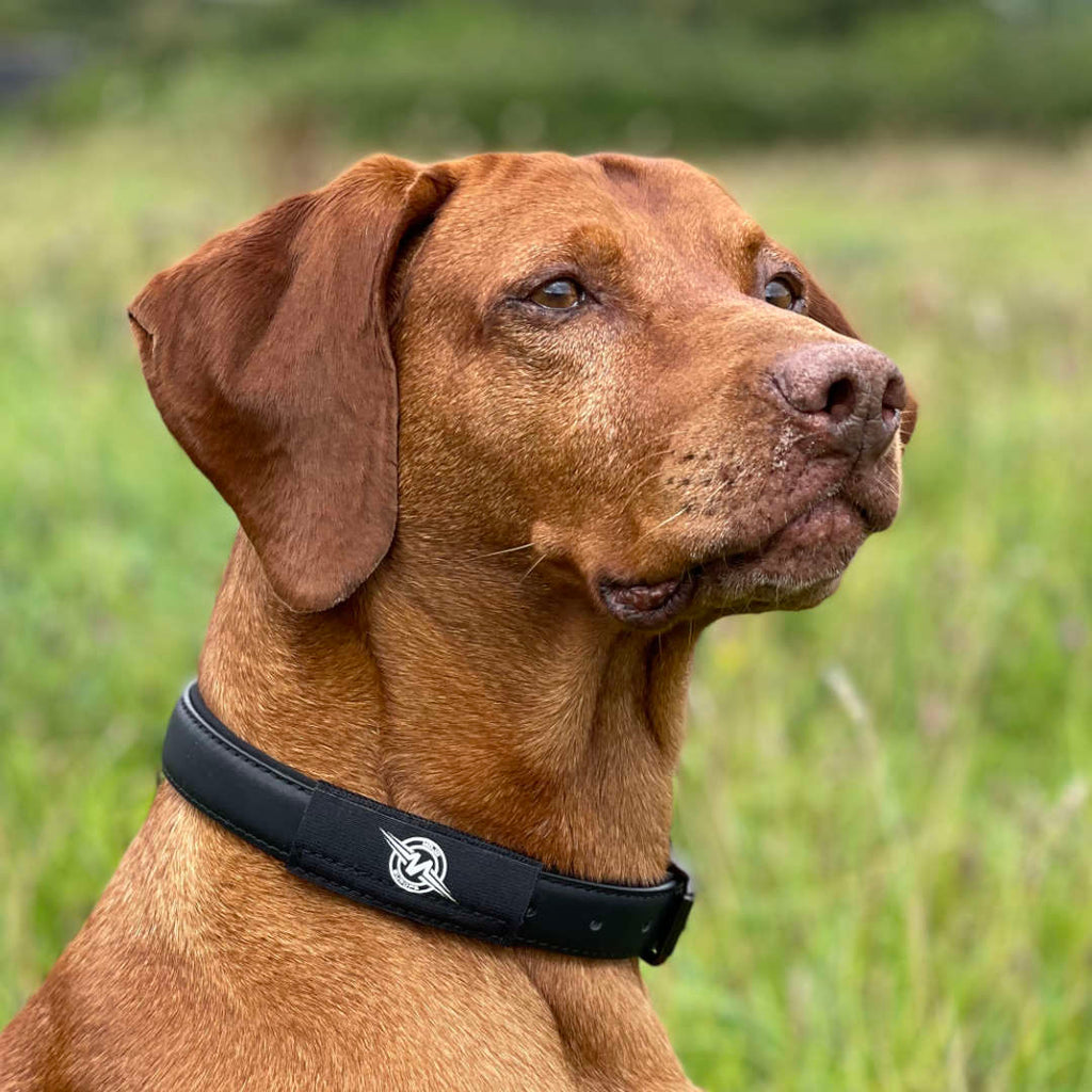 MOJO Classic Dog Patch (Single) with EF Technology